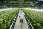  Aurora Cannabis, a billion-dollar pot producer, posts $6M in revenue | Calgary Herald	